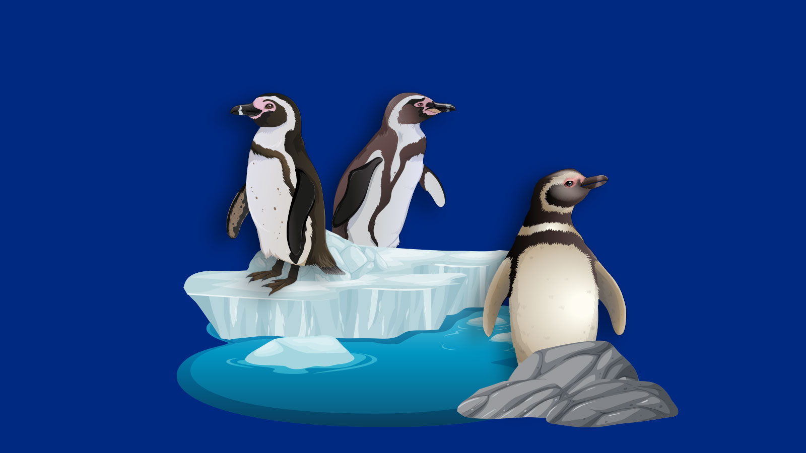 наши пингвины